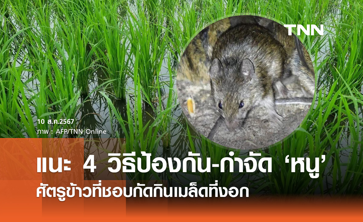 กรมการข้าว แนะ 4 วิธีป้องกัน-กำจัด "หนูศัตรูข้าว" ปัญหาใหญ่ของชาวนา