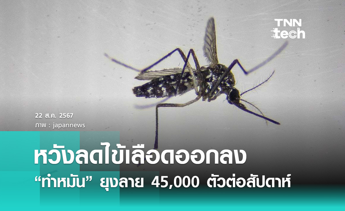 สเปน “ทำหมัน” ยุงลาย 45,000 ตัวต่อสัปดาห์ หวังลดการเกิดไข้เลือดออกลง