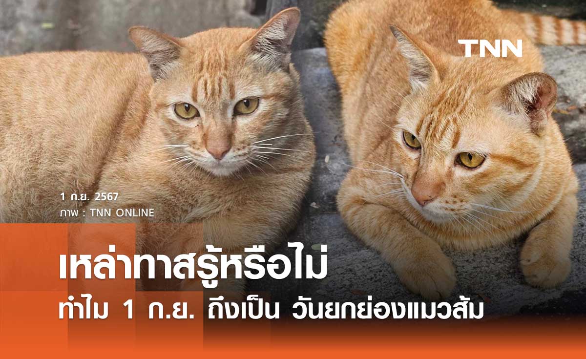 เหล่าทาสรู้หรือไม่? ทำไม 1 กันยายน ของทุกปี ถึงเป็นวันยกย่องแมวส้ม