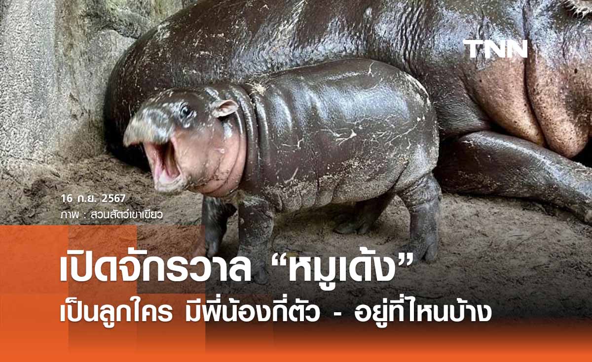 เปิดจักรวาล “หมูเด้ง” เป็นลูกใคร มีพี่น้องทั้งหมดกี่ตัว?