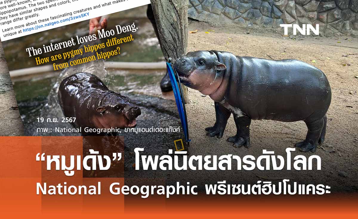 “หมูเด้ง” โผล่ National Geographic พรีเซนต์บทความฮิปโปแคระ