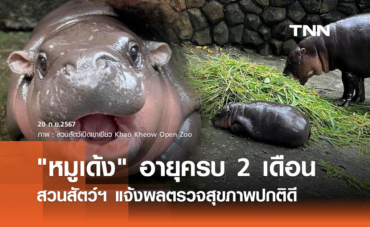 "หมูเด้ง" ซุปตาร์ฮิปโปแคระ อายุครบ 2 เดือน ผลตรวจสุขภาพปกติดี