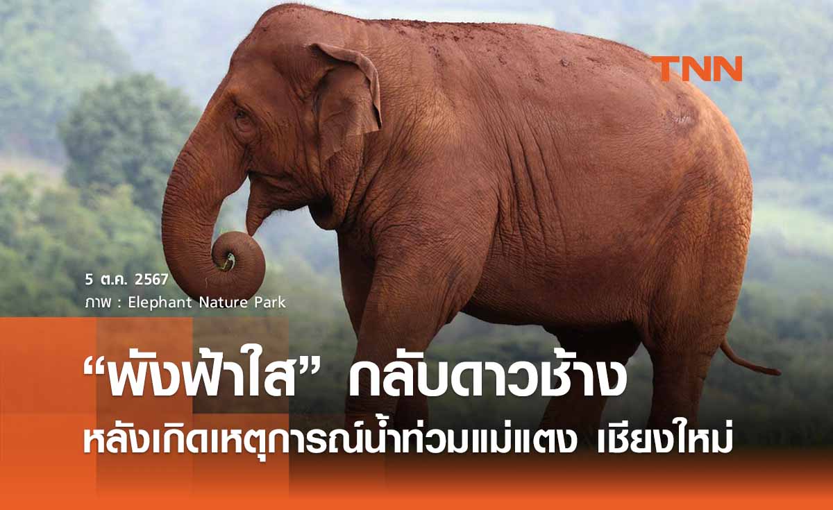 กลับดาวช้าง “พังฟ้าใส” ล้มแล้ว จากเหตุการณ์ “น้ำท่วมเชียงใหม่”