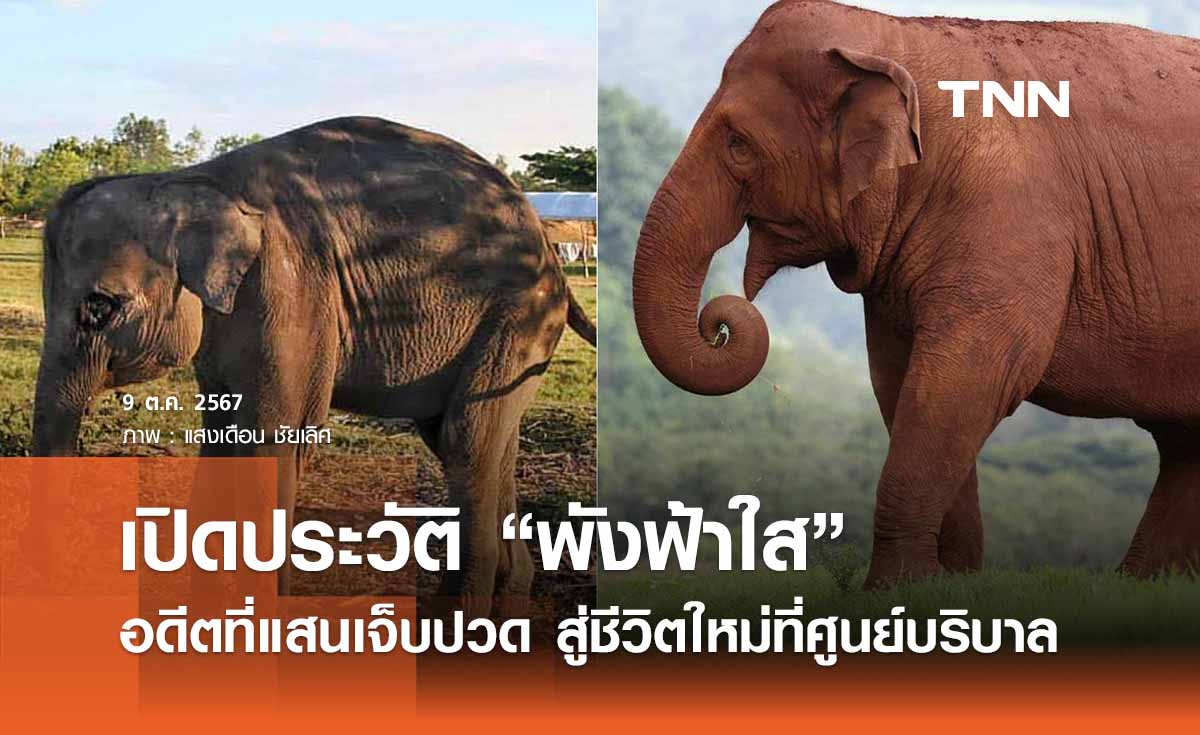 เปิดประวัติพังฟ้าใส : จากอดีตที่แสนเจ็บปวด สู่ชีวิตใหม่ที่ศูนย์บริบาล