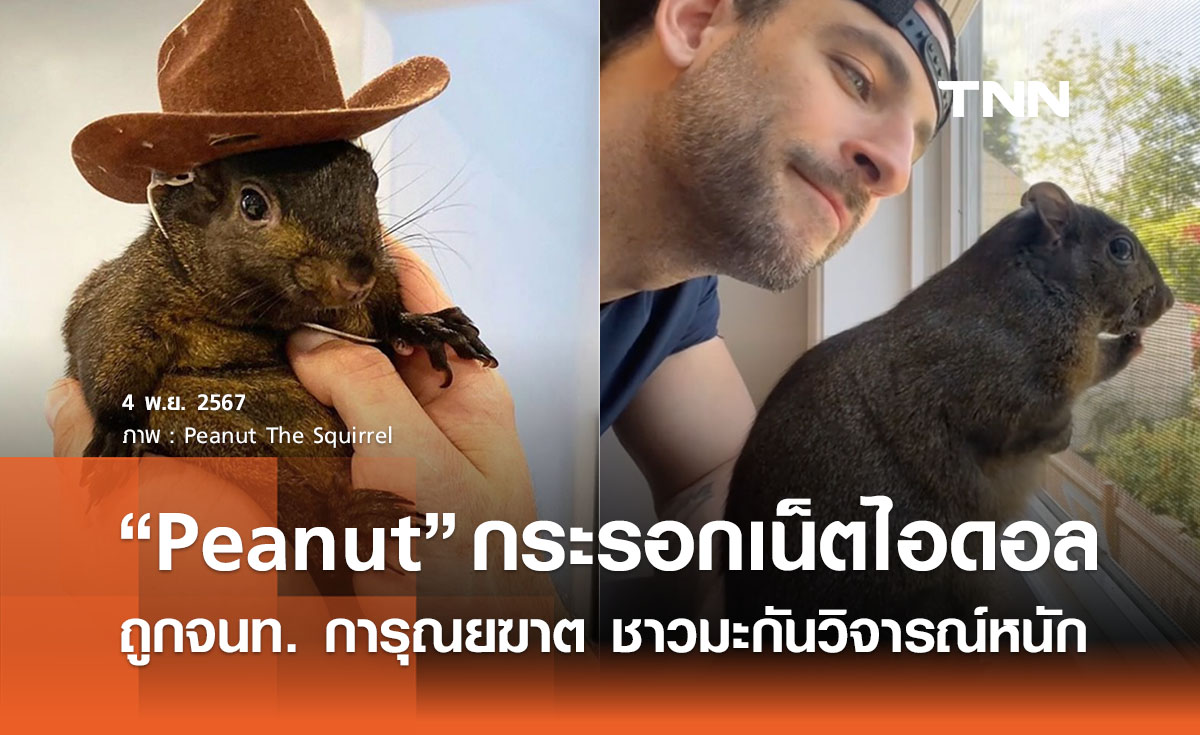 สุดเศร้า! “Peanut”  กระรอกเน็ตไอดอล ถูกการุณยฆาต หลังจนท. บุกยึดจากเจ้าของ