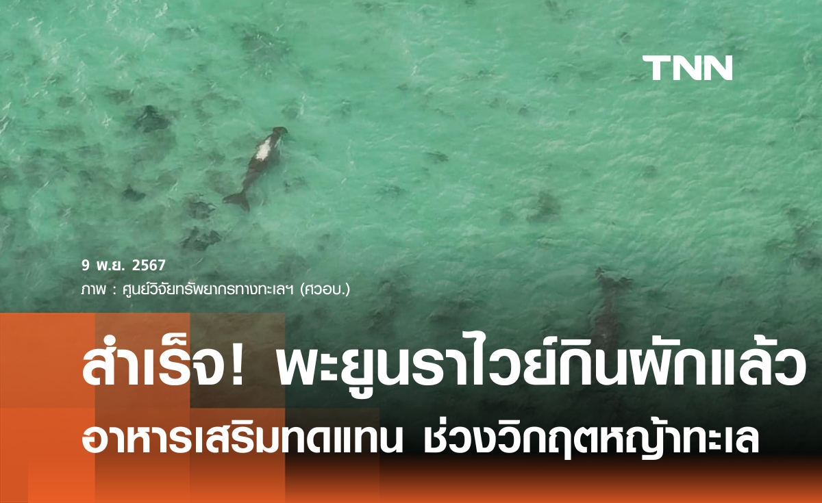 สำเร็จ ! "พะยูนหลังขาว" หาดราไวย์ ยอมกินผักอาหารเสริมทดแทนหญ้าทะเลแล้ว