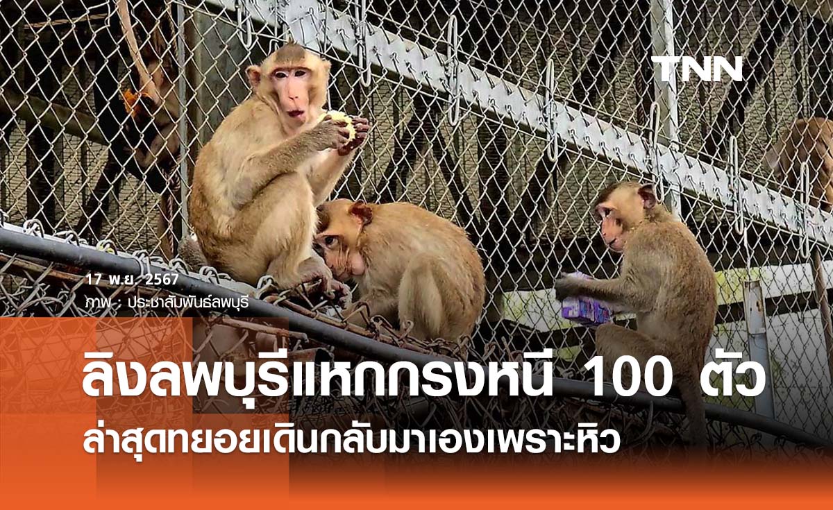 ลิงลพบุรีแหกกรงกว่า 100 ตัว ล่าสุดทยอยกลับมาเอง เพราะต้องการอาหาร