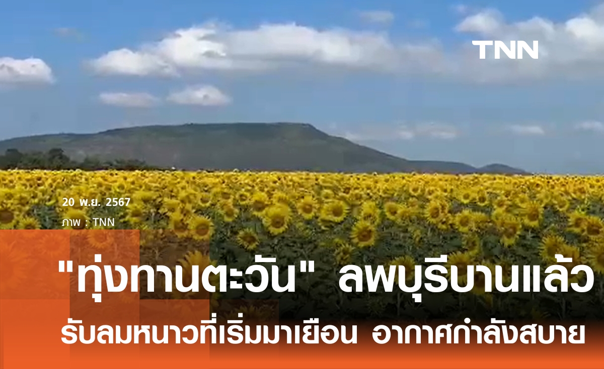 "ทุ่งทานตะวัน" บานสะพรั่งรับลมหนาวแล้ว