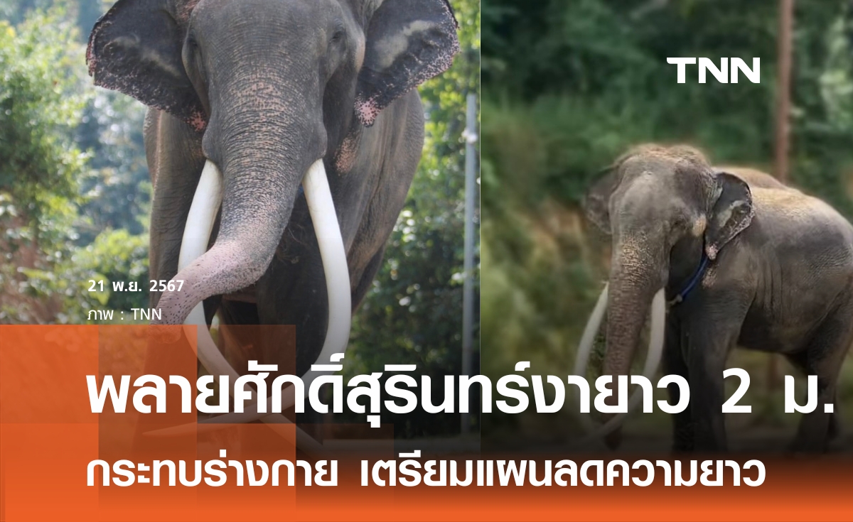 "พลายศักดิ์สุรินทร์" งายาว 2 เมตร เตรียมแผนลดความยาว