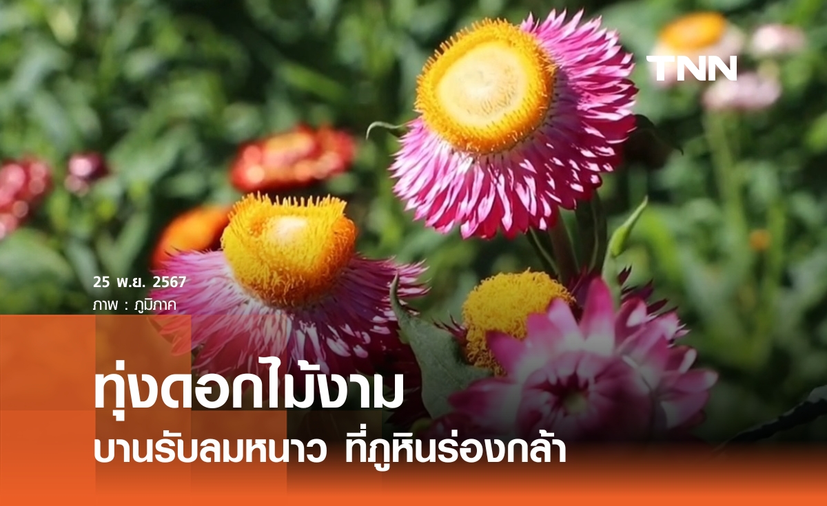 ทุ่งดอกไม้งาม บานรับลมหนาว ที่ภูหินร่องกล้า