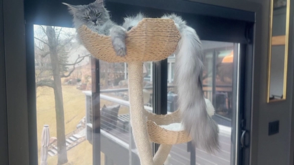 “มิสเตอร์ พักสลีย์ แอดดัมส์” เจ้าของสถิติใหม่แมวหางยาวที่สุดในโลก วัดแล้วยาวถึง 47 ซม.