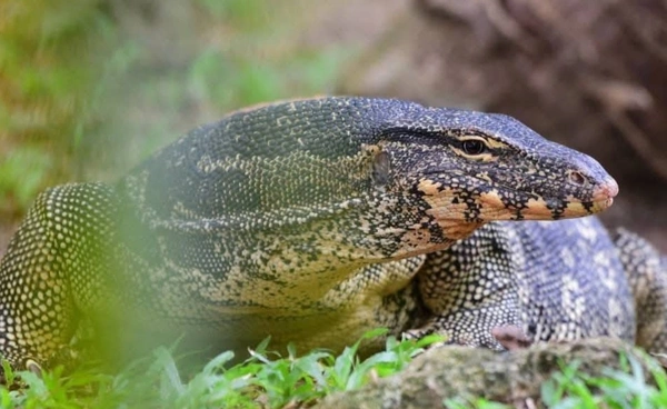 "ตัวเงิน ตัวทอง" จากสัตว์เลื้อยคลานน่ารังเกียจ สู่สัตว์ทำเงิน