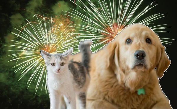 เตือนระวัง! สุนัข-แมว ตกใจเสียงพลุ หนีออกบ้าน-หลงทางคืนวันลอยกระทง เตือนระวัง! สุนัข-แมว ตกใจเสียงพลุ หนีออกบ้าน-หลงทางคืนวันลอยกระทง