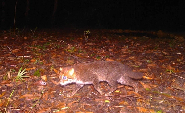 “แมวป่าหัวแบน” สัตว์หายากใกล้สูญพันธุ์ พบครั้งแรกหลังหายไปนานเกือบ 30 ปี