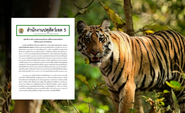 โรคไข้หัดสุนัข ต้นเหตุเสือโคร่ง 72 ตัวดับ ย้ำเชื้อนี้ไม่พบการติดต่อสู่คน โรคไข้หัดสุนัข ต้นเหตุเสือโคร่ง 72 ตัวดับ ย้ำเชื้อนี้ไม่พบการติดต่อสู่คน