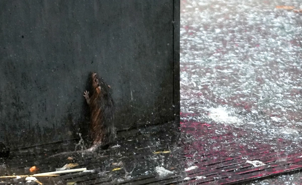 ฝนถล่มกรุงเทพฯ! หลายพื้นที่มีน้ำท่วมขัง รอการระบาย