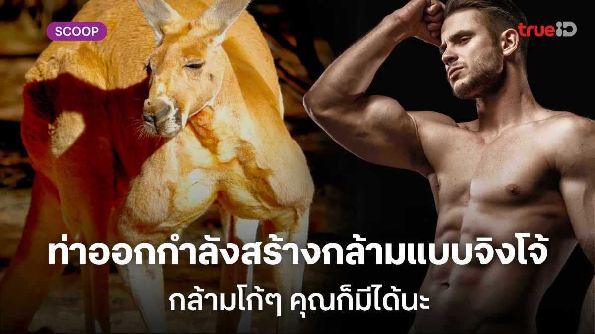 ไอเดียท่าออกกำลังกายผู้ชายสร้างกล้ามแบบจิงโจ้ กล้ามโก้ๆ แน่นๆ คุณก็มีได้นะ