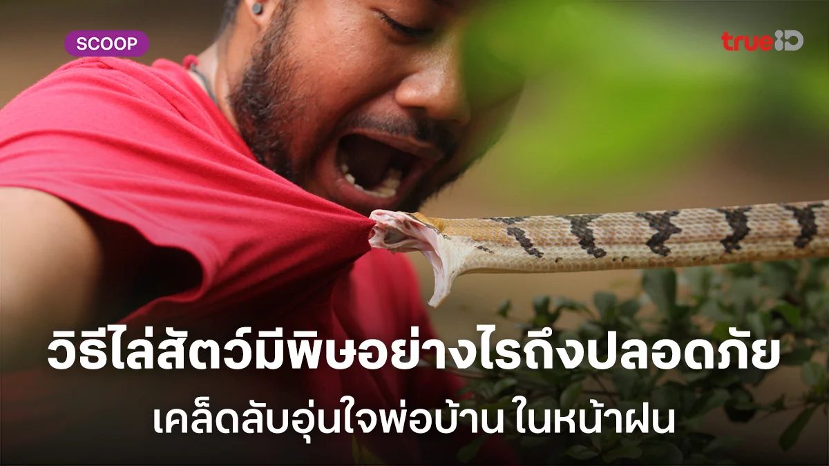 วิธีไล่สัตว์มีพิษทำอย่างไรถึงปลอดภัย เคล็ดลับอุ่นใจพ่อบ้าน ในหน้าฝน