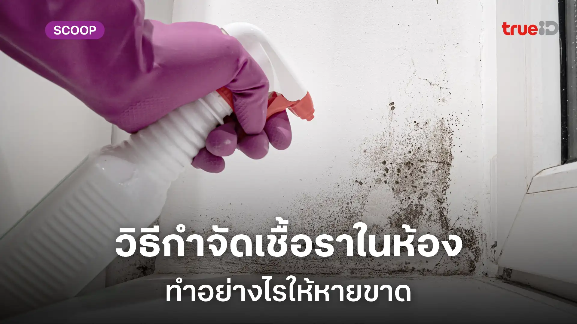 วิธีกำจัดเชื้อราในห้อง แก้เชื้อราในห้องอย่างไรให้หายขาด วิธีกำจัดเชื้อราในห้อง แก้เชื้อราในห้องอย่างไรให้หายขาด