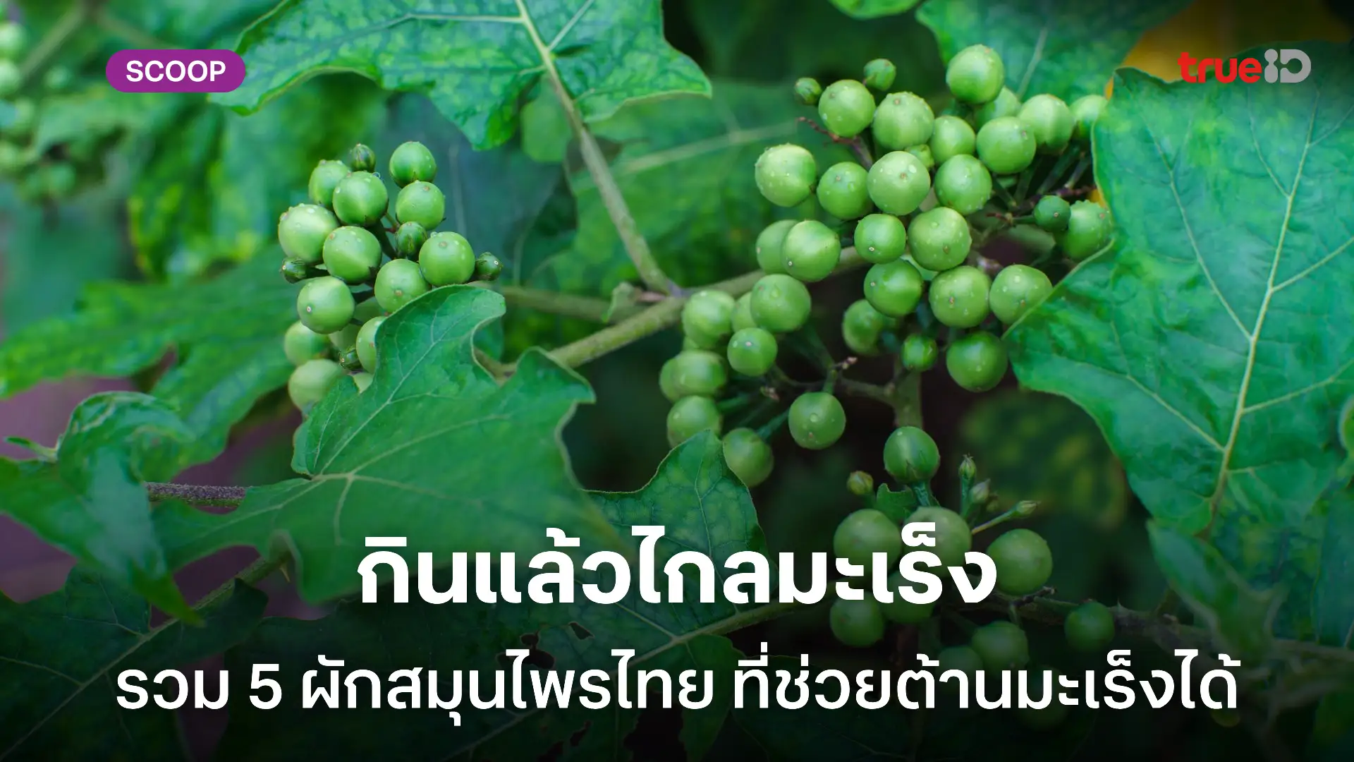 5 ผัก สมุนไพรไทย ช่วยต้านมะเร็งได้ ผู้ชายรักสุขภาพควรหามากิน กินง่าย อร่อย แถมได้สุขภาพดี 5 ผัก สมุนไพรไทย ช่วยต้านมะเร็งได้ ผู้ชายรักสุขภาพควรหามากิน กินง่าย อร่อย แถมได้สุขภาพดี