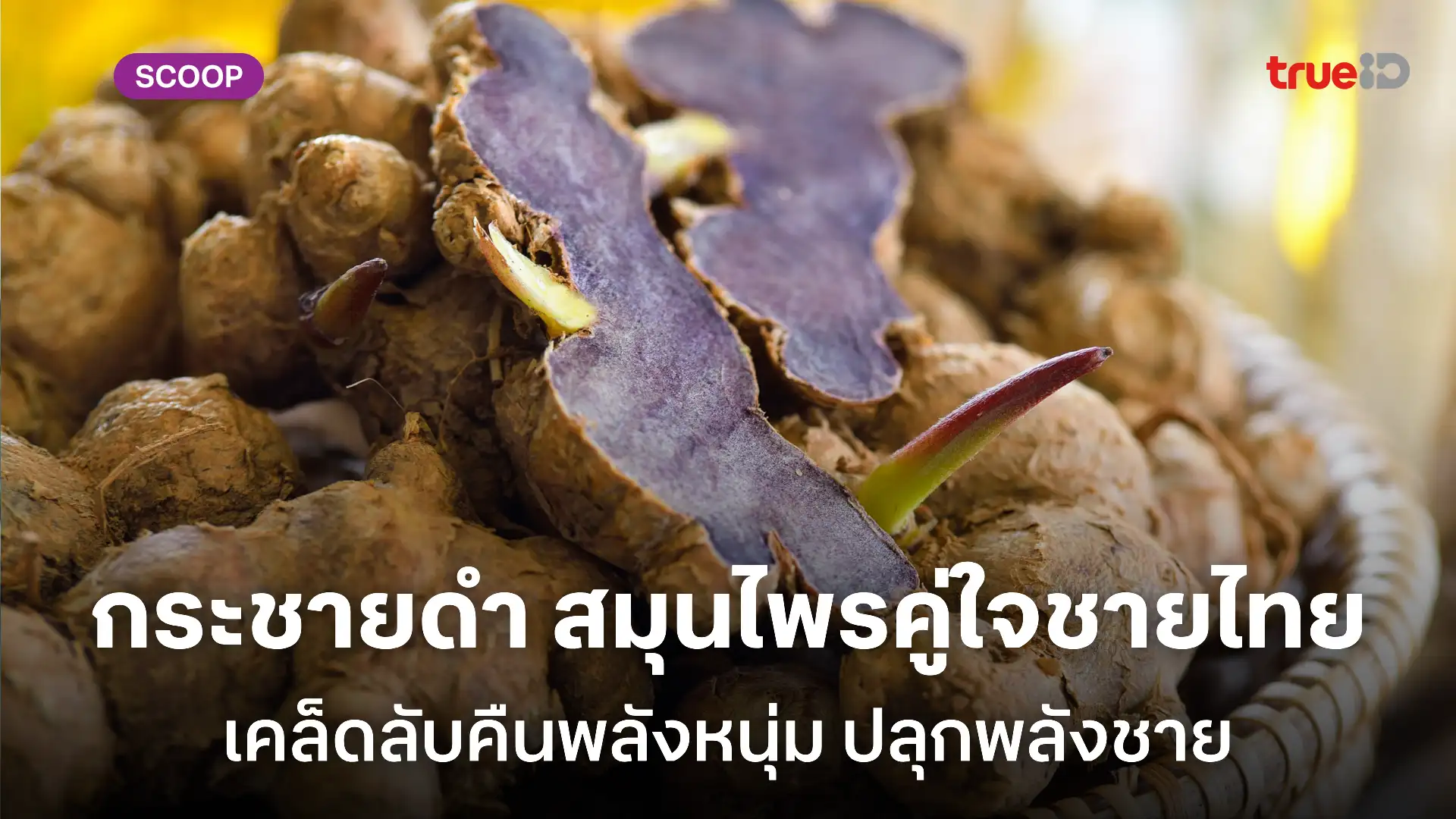 กระชายดำ ราชาสมุนไพรบำรุงกำลัง เสริมสมรรถภาพ คืนความหนุ่มให้ผู้ชายไทย