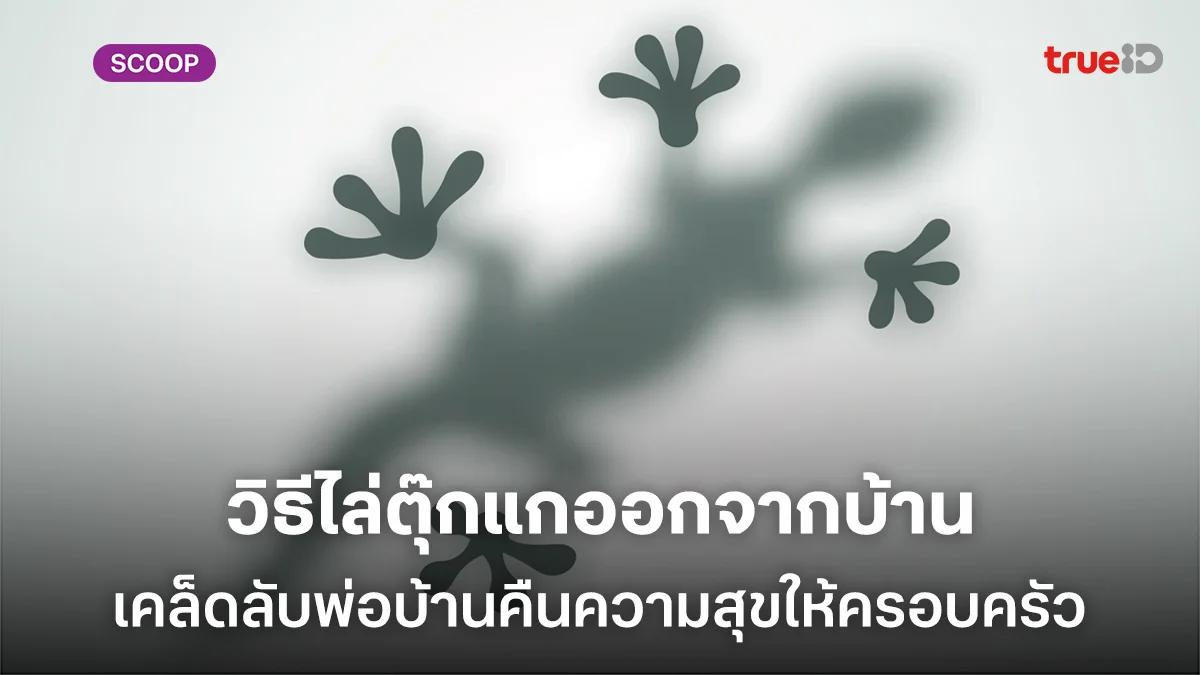 เคล็ดลับพ่อบ้านคืนความสุขให้ครอบครัว วิธีไล่ตุ๊กแกออกจากบ้าน และป้องกันแบบถาวร