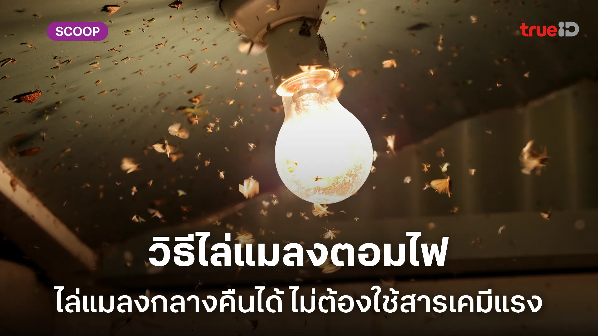 วิธีไล่แมลงตอมไฟ ไล่แมลงกลางคืนเล่นไฟได้แบบไม่ต้องพึ่งสารเคมีแรงๆ