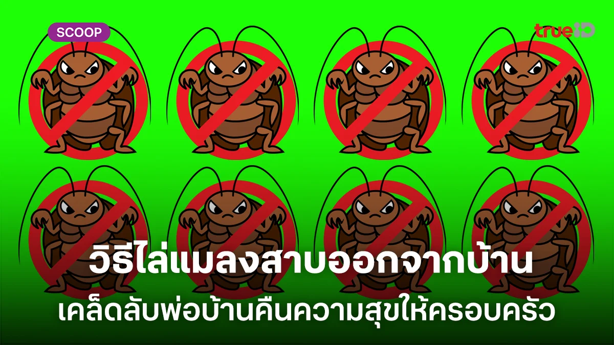 เคล็ดลับพ่อบ้านคืนความสุขให้ครอบครัว วิธีไล่แมลงสาบออกจากบ้าน และป้องกันแบบถาวร เคล็ดลับพ่อบ้านคืนความสุขให้ครอบครัว วิธีไล่แมลงสาบออกจากบ้าน และป้องกันแบบถาวร