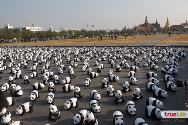 1600 Pandas+ World Tour in Thailand-11