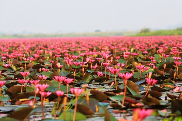 ทะเลบัวแดง บึงหนองหาน กุมภวาปี ที่เที่ยวสุด unseen อุดรธานี