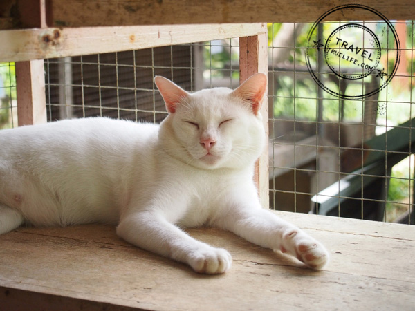 บ้านแมวไทย เหมียว เหมียว...ณ อัมพวา