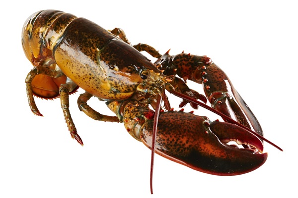 04 Live Lobster