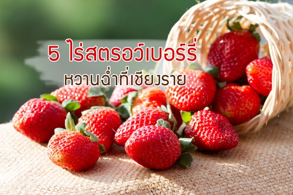 5 ไร่สตรอว์เบอร์รี่ เชียงราย ลูกใหญ่หวานฉ่ำ ฟินกันไปหน้าหนาว