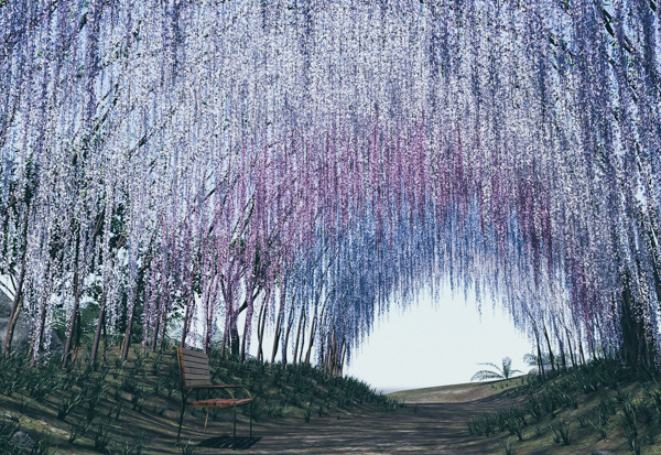 wisteria Japan