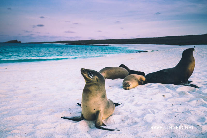 Galapagos