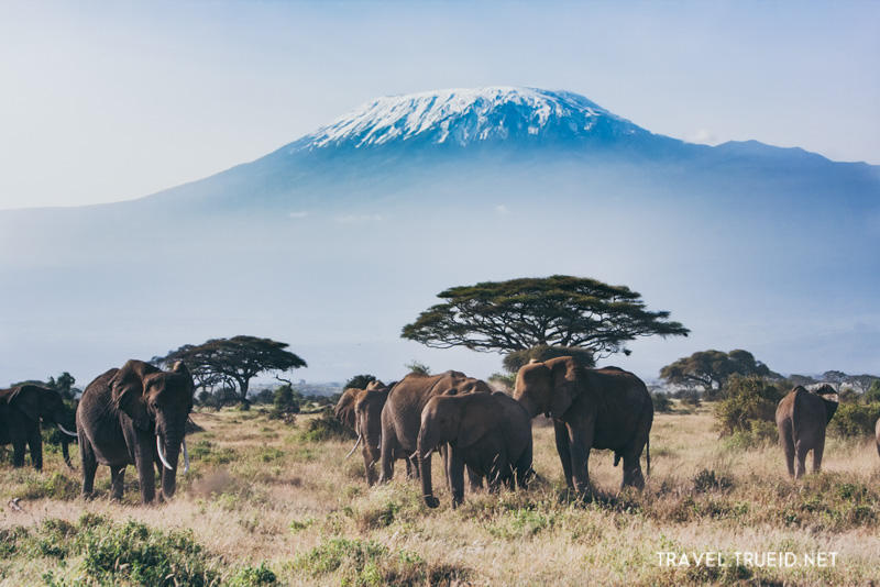 49 Mt.Kilimanjaro