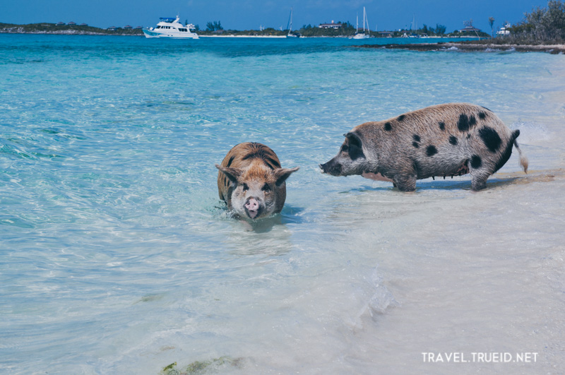 58 Pig Beach