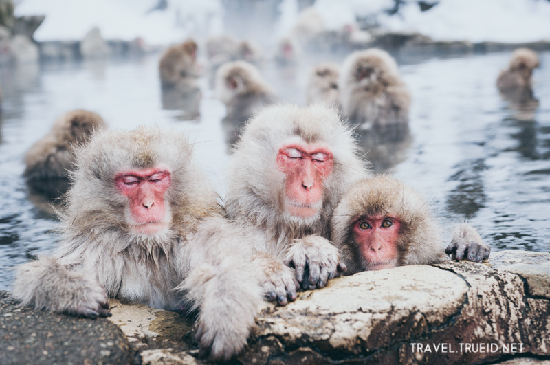 42 Jigokudani Monkey Park