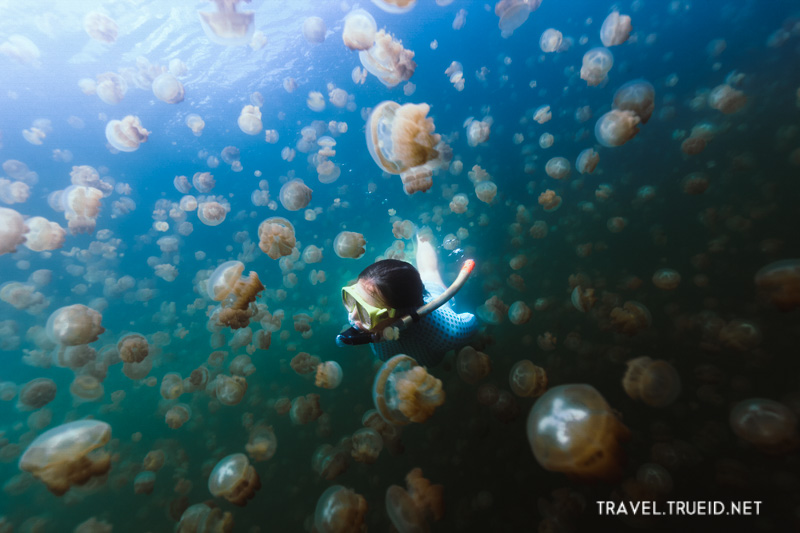 Beautiful Place Jellyfish Lake