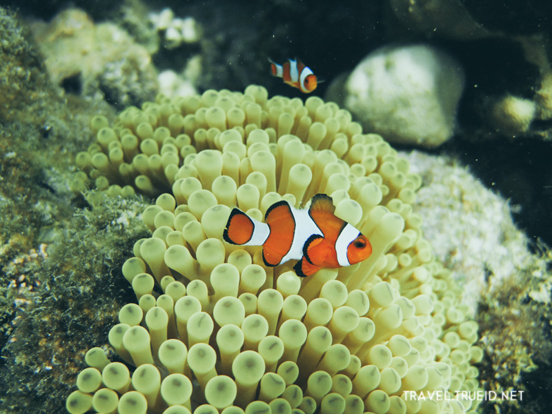 Koh Lipe