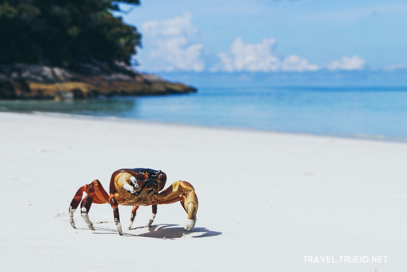 Tachai Island