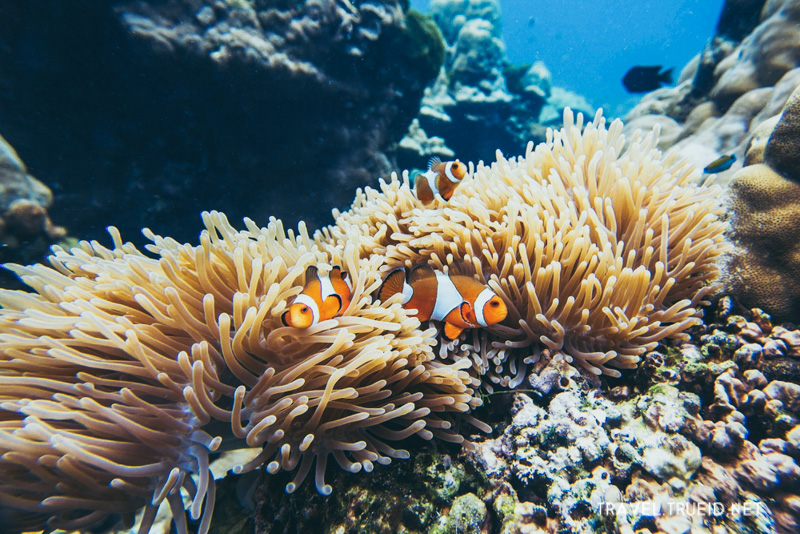 Koh Rok island