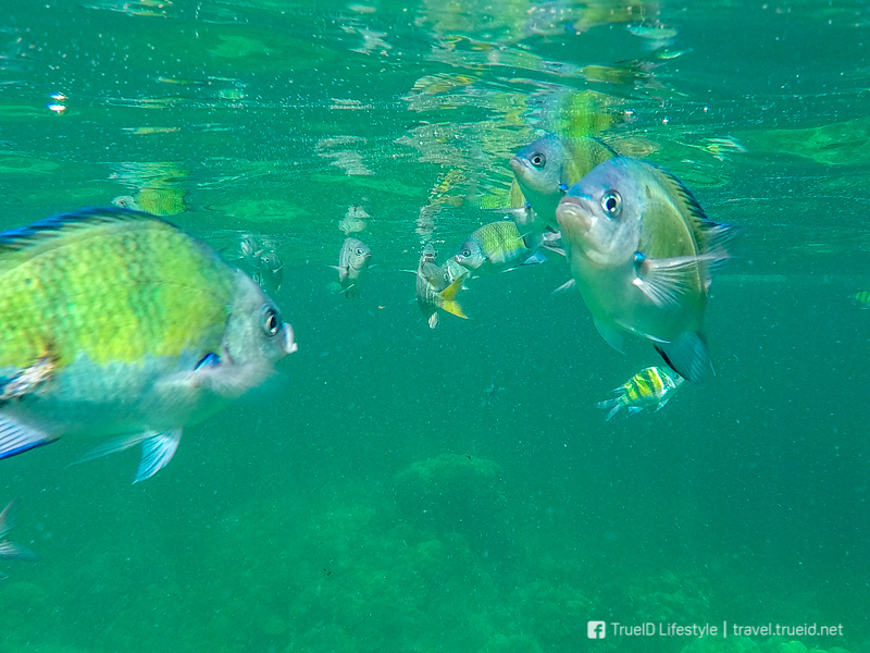 Koh Lipe