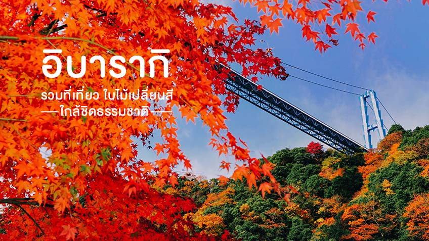 ใบไม้เปลี่ยนสี อิบารากิ ญี่ปุ่น