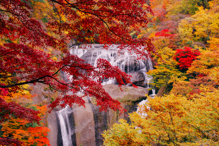 ใบไม้เปลี่ยนสี อิบารากิ ญี่ปุ่น