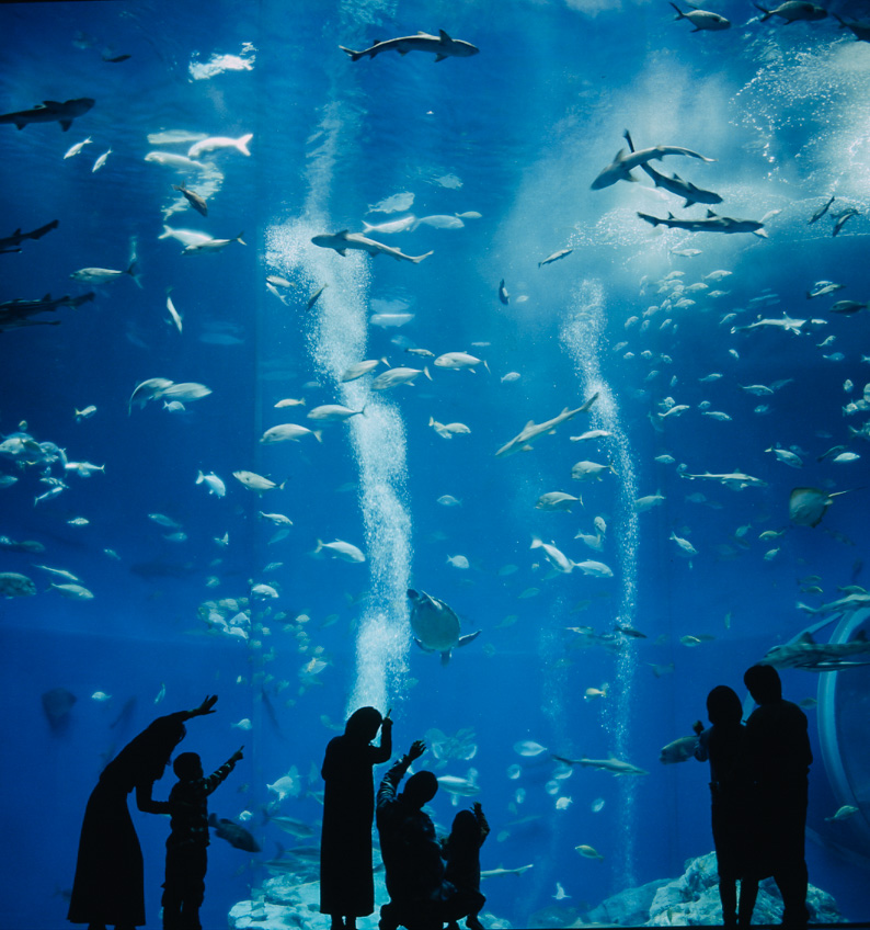 ใบไม้เปลี่ยนสี อิบารากิ ญี่ปุ่น