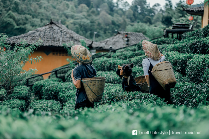 บ้านรักไทย พาแฟนเที่ยว หน้าหนาว