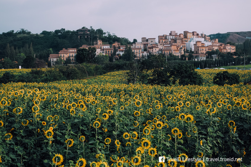 ทุ่งทานตะวัน ไร่พราวตะวัน