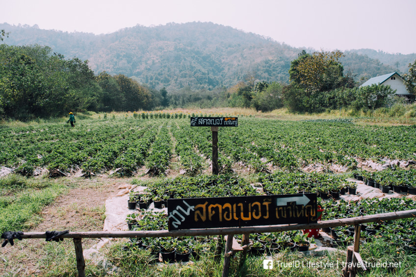 ไร่สตรอเบอร์รี่เขาใหญ่