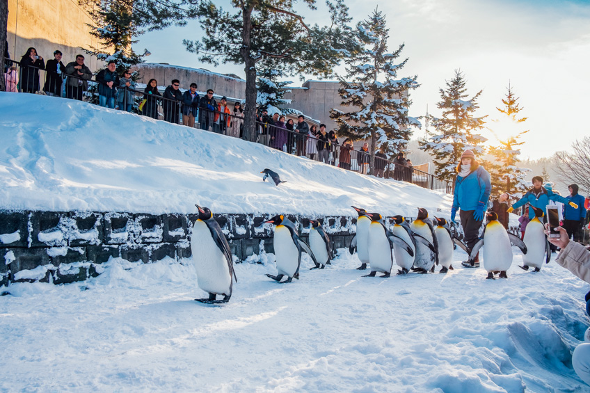 คาวาอี้ ! เพนกวิน พาเหรด สวนสัตว์ Asahiyama Zoo ฮอกไกโด เที่ยวฮอกไกโด ...